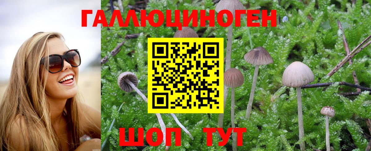 Карачаевск  Галлюциногенные грибы Magic Shrooms  Псилоцибиновые грибы GOLDEN TEACHER  Вход с VPN 